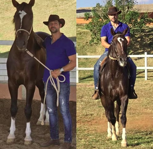 Quantum de Alcatéia era considerado um dos cavalos mais valiosos e promissores do Brasil. Ele morreu em Atalaia, Alagoas, no dia 25 de junho.-Arquivo pessoal/Luciano Conceição