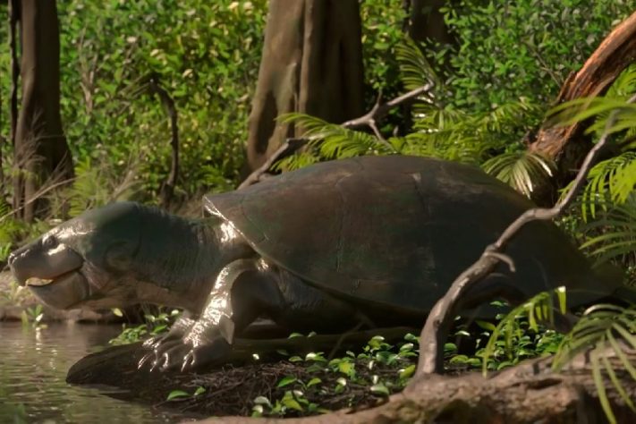 Tartaruga Stupendemys geographicus