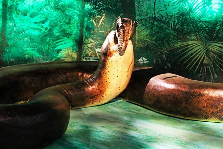 Titanoboa, maior cobra já existente - Divulgação/ Museu Nacional de História Natural do Smithsonian