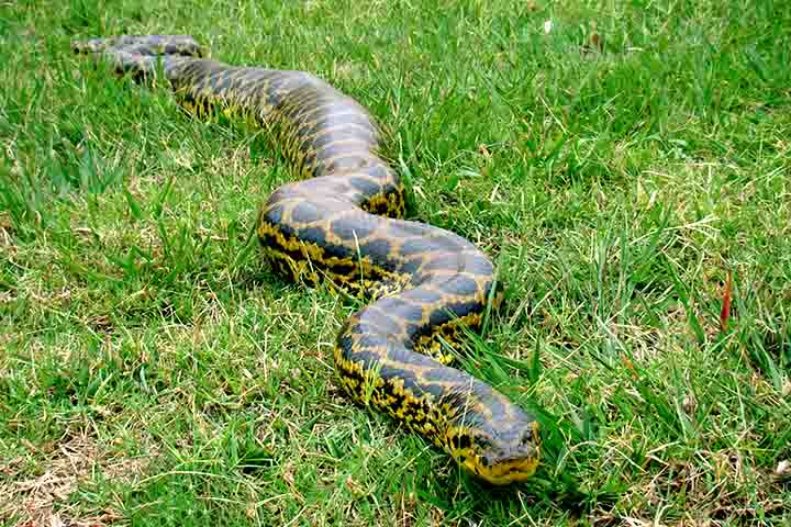 Para efeito de comparação, hoje as maiores serpentes que existem são a sucuri-verde e a píton-reticulada, que podem atingir até 7 ou 8 metros de comprimento.