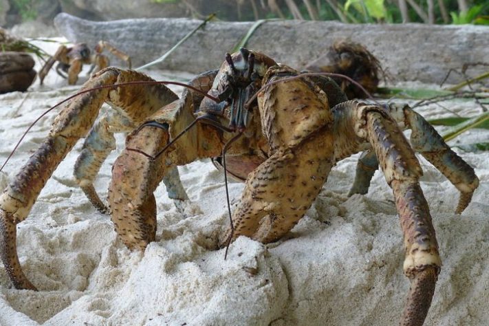 Caranguejo-dos-coqueiros