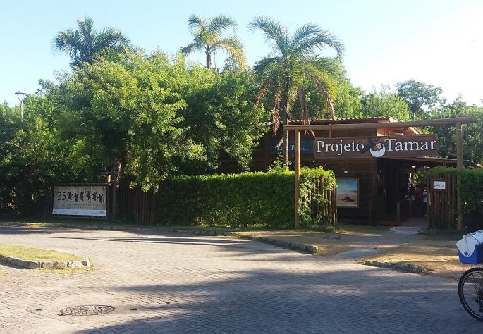 Tubarão Mega-boca encalha em Sergipe - Reprodução de Facebook