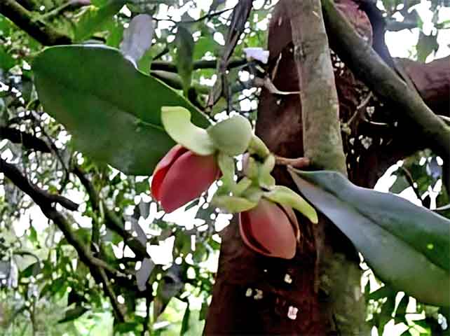 A árvore é monoica (flores masculinas e femininas na mesma planta) e tem polinização realizada por besouros. Isso reforça seu papel ecológico, atraindo fauna e contribuindo para a biodiversidade.
