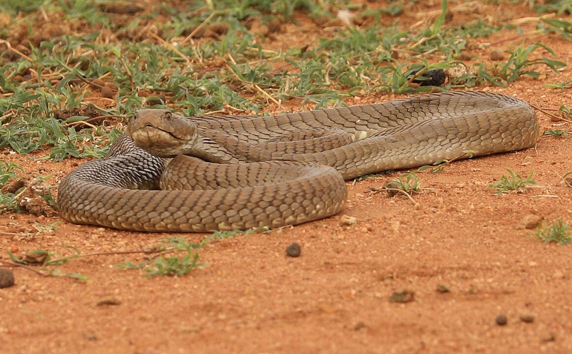 Essas serpentes podem atingir até 2,5 metros de comprimento, dependendo da espécie. Seu corpo é delgado, e as cores variam entre marrom, preto, cinza ou amarelado.-rasenior wikimedia commons