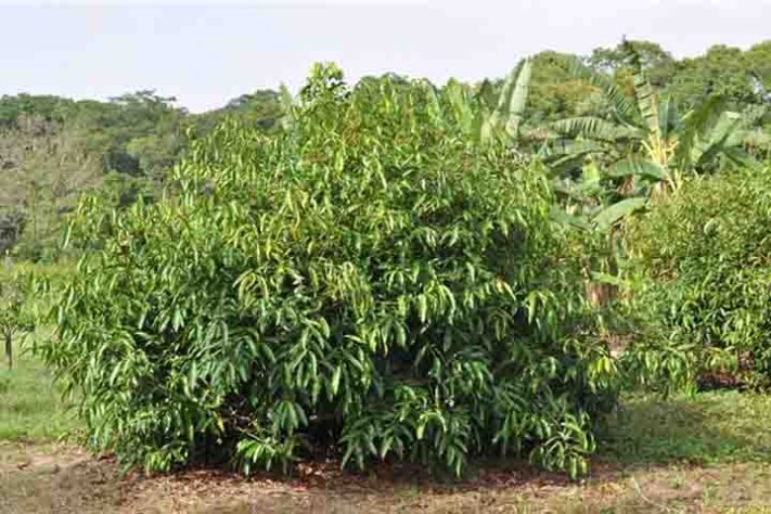 Achachairu