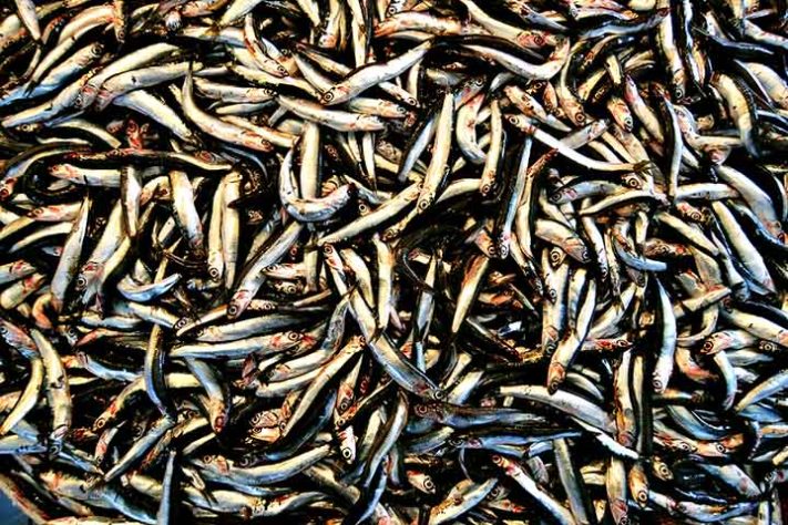 Anchova