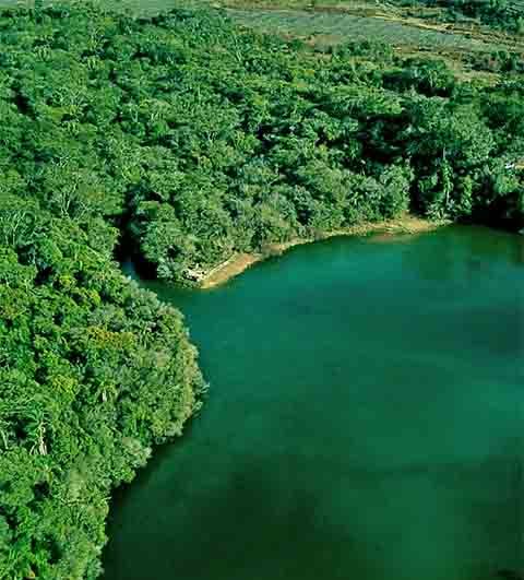 O parque também é um importante refúgio para a biodiversidade, abrigando espécies da Mata Atlântica e do Cerrado, como o lobo-guará, tatus e diversas aves. Agora conheça mais sobre Ponta Grossa!