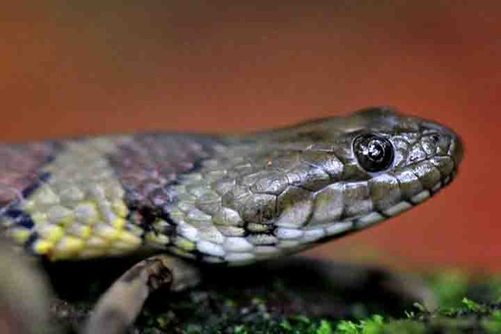 Cobra-do-mar-pelágio