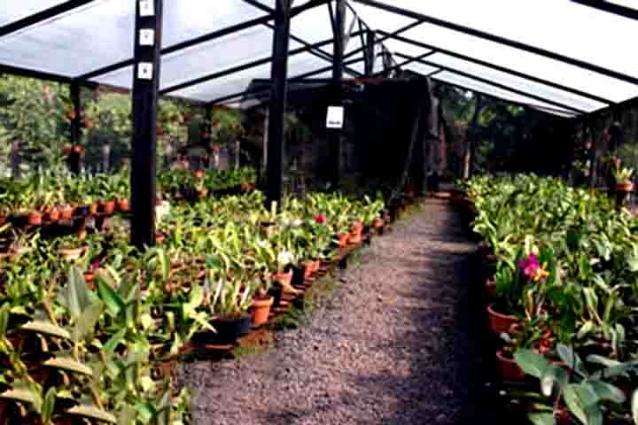 Cheio de cores e encanto, o Orquidário Aguapey oferece uma oportunidade única para aprender mais sobre o cultivo e cuidado dessas plantas fascinantes.