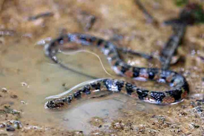 Cobra-do-mar-pelágio