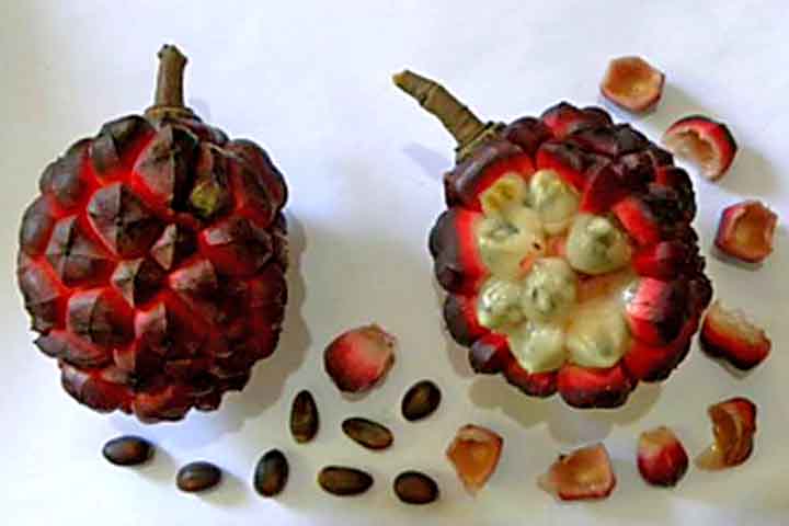 A polpa e sementes têm propriedades carminativas, sendo usadas como condimento por povos locais.  Uma utilização curiosa que valoriza os frutos além do consumo direto.