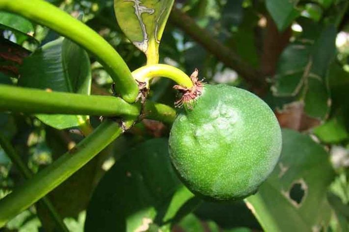 Mangostão