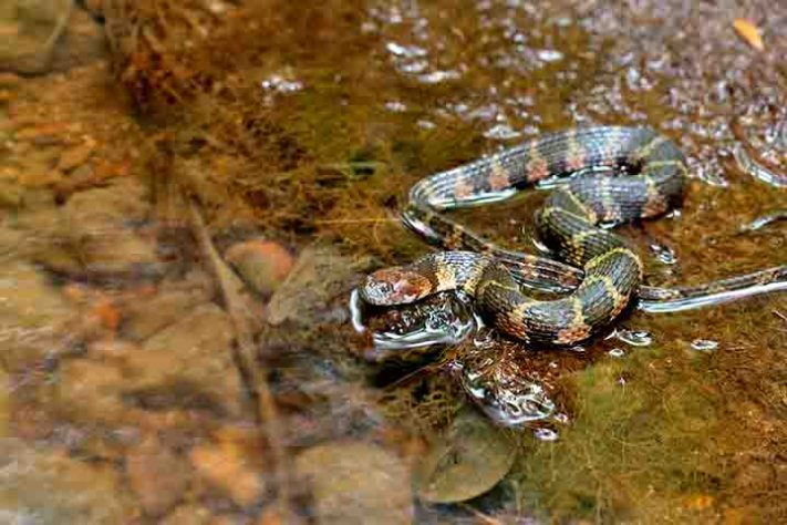 Cobra-do-mar-pelágio