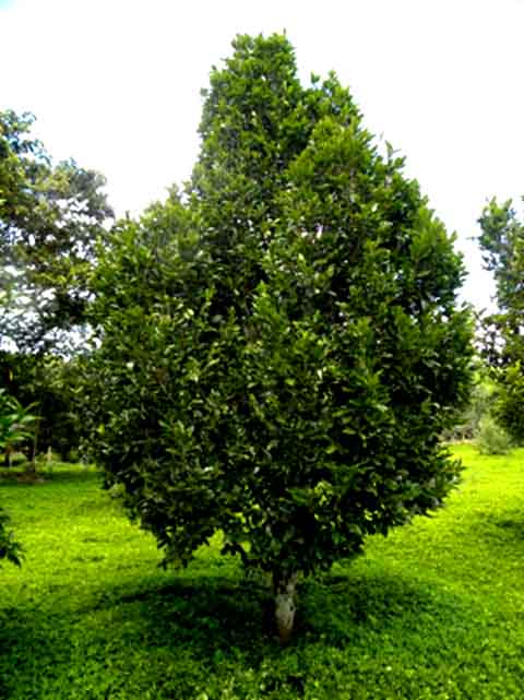 A espÃ©cie Ã© considerada Ãºtil para reflorestamento e arborizaÃ§Ã£o urbana, por seu porte e atratividade. Plantar pindaÃ­ba pode ajudar na recuperaÃ§Ã£o de Ã¡reas degradadas e trazer benefÃ­cios ao ecossistema.
