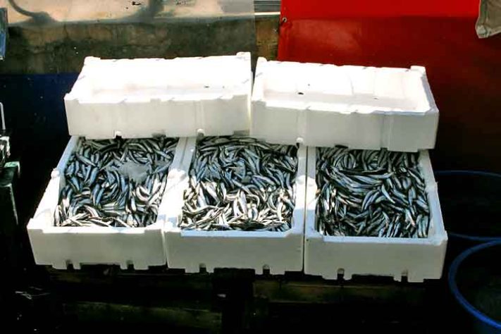 Anchova