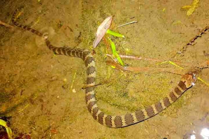 Cobra-do-mar-pelágio