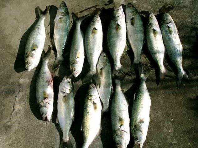 Anchova