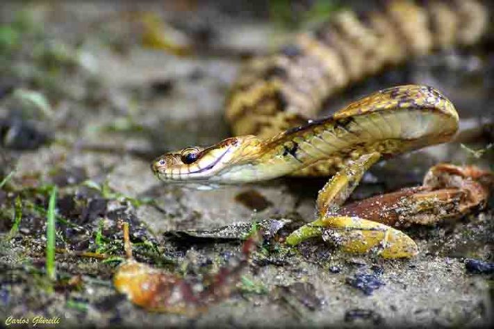 Cobra-do-mar-pelágio
