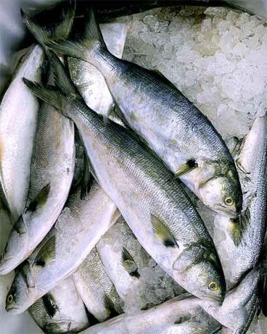 Anchova