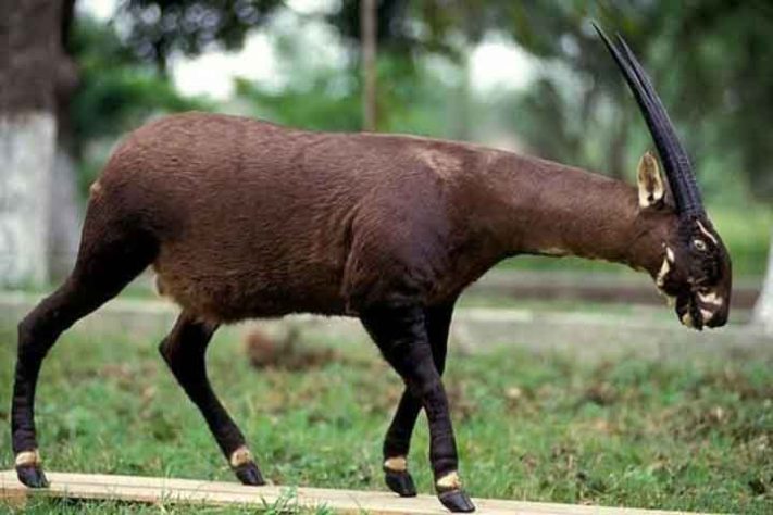 Saola (Pseudoryx nghetinhensis) - Tubarão Mega-boca encalha em Sergipe - Flickr emily jupitus