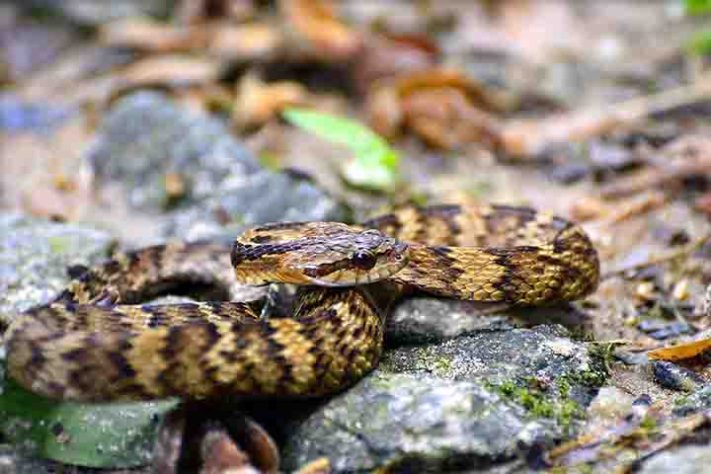 Cobra-do-mar-pelágio