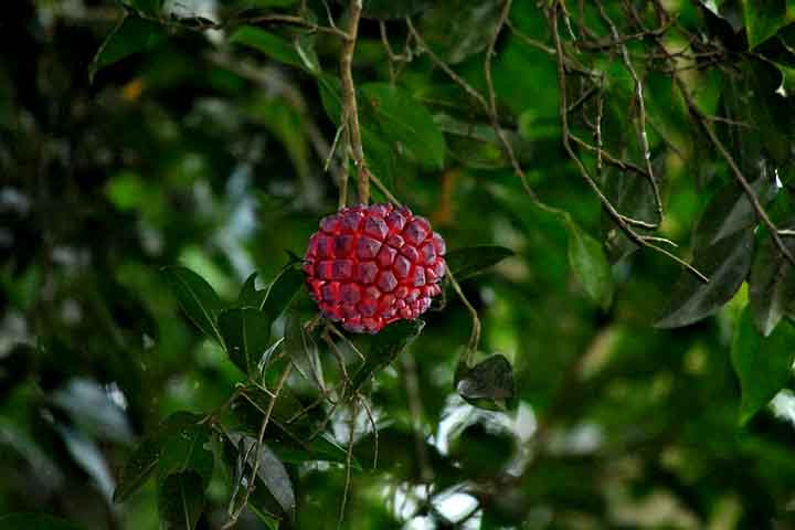 Infelizmente, a planta é cada vez mais rara, com a coleta intensa de matérias?primas e perda de habitat. Espécies ameaçadas de extinção, como essa, necessitam de atenção em programas de conservação.
