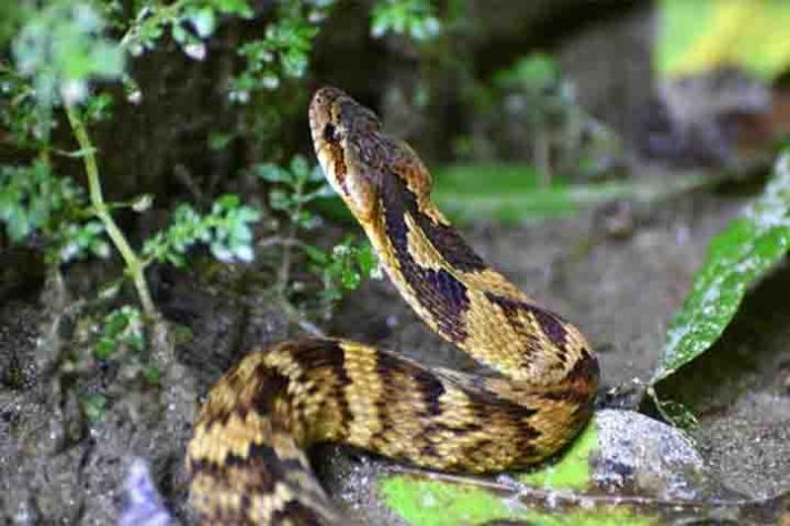 Cobra-do-mar-pelágio