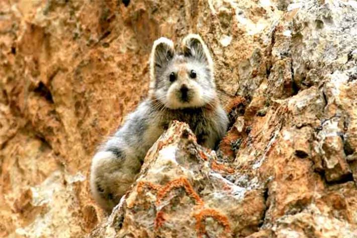 Ili Pika (Ochotona iliensis) - Tubarão Mega-boca encalha em Sergipe - Li Weidong/Wikimedia Commons