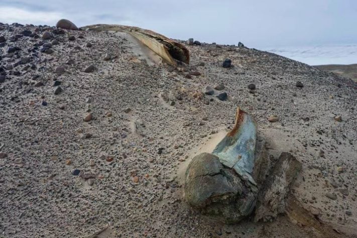 Cientistas descobrem grande cemitério de baleias em ilha do Ártico Russo - Divulgação/AARI