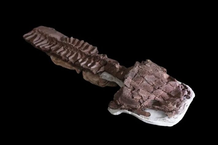 Cientistas encontram fóssil de salamandra gigante pré-histórica - C. Marsicano/Divulgação