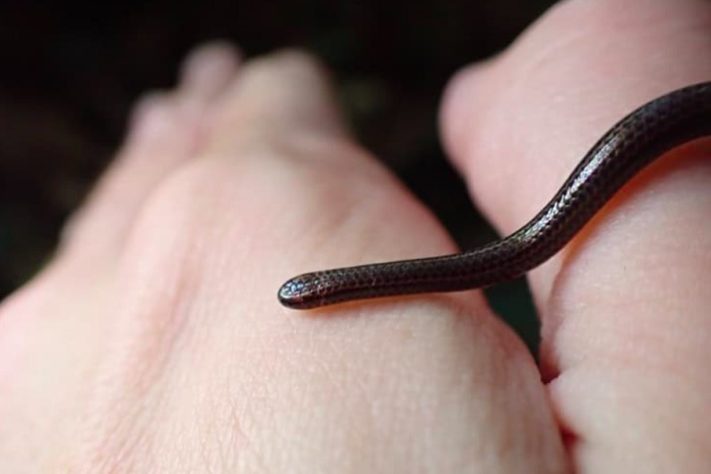 Menor cobra do mundo é redescoberta em Barbados - Connor Blades/Ministério do Meio Ambiente e Embelezamento Nacional de Barbados