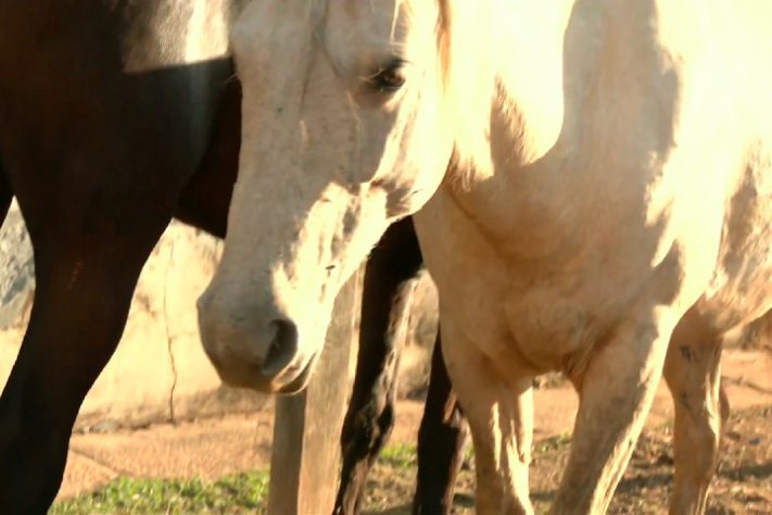 Ministério da Agricultura investiga morte de cavalos por ração contaminada