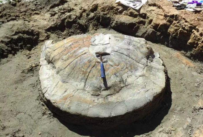 Pesquisadores acham fóssil de tartaruga gigante que viveu na Amazônia há 13 milhões de anos
