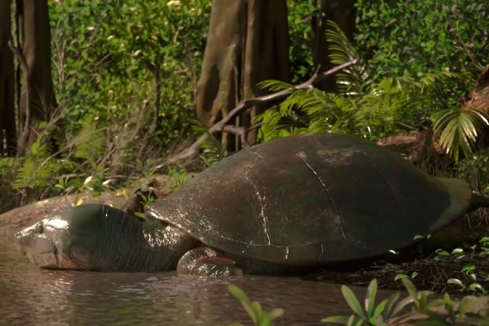 Tartaruga Stupendemys geographicus