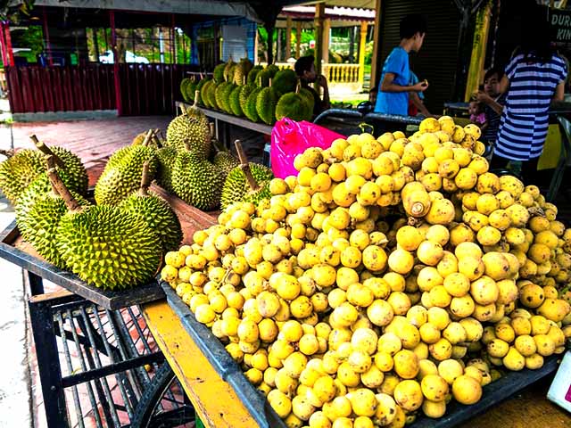 Este fruto (Lansium domesticum) foi introduzido em outras áreas tropicais, incluindo Havaí, Suriname e Costa Rica. Uma lenda popular na Indonésia conta que ele surgiu como um remédio para uma praga que atacava as plantações de arroz. 
