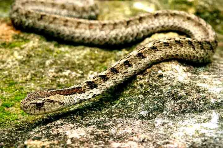 Cobra-do-mar-pelágio