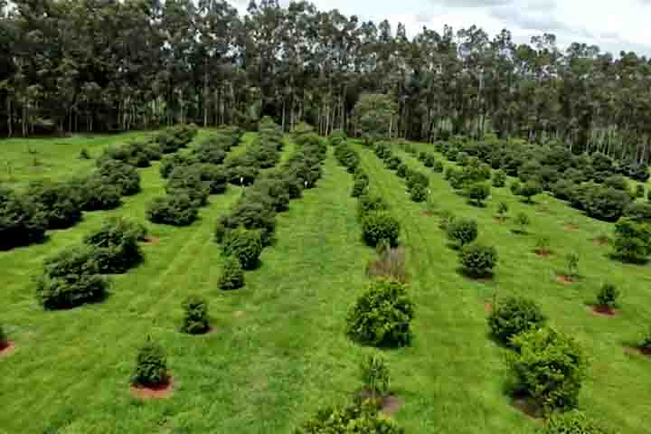 O conceito de fruta exÃ³tica se adaptou ao longo do tempo e, atualmente, podem representar aquelas que tÃªm caracterÃ­sticas menos comuns, com cores e sabores diferenciados, e que tambÃ©m costumam ser produzidas em escala menor.