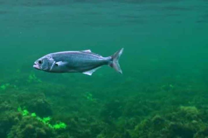 Anchova