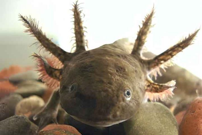 Axolote (Ambystoma mexicanum) - Tubarão Mega-boca encalha em Sergipe - Esteban Acquaviva/wikimédia Commons