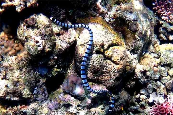 Laticauda