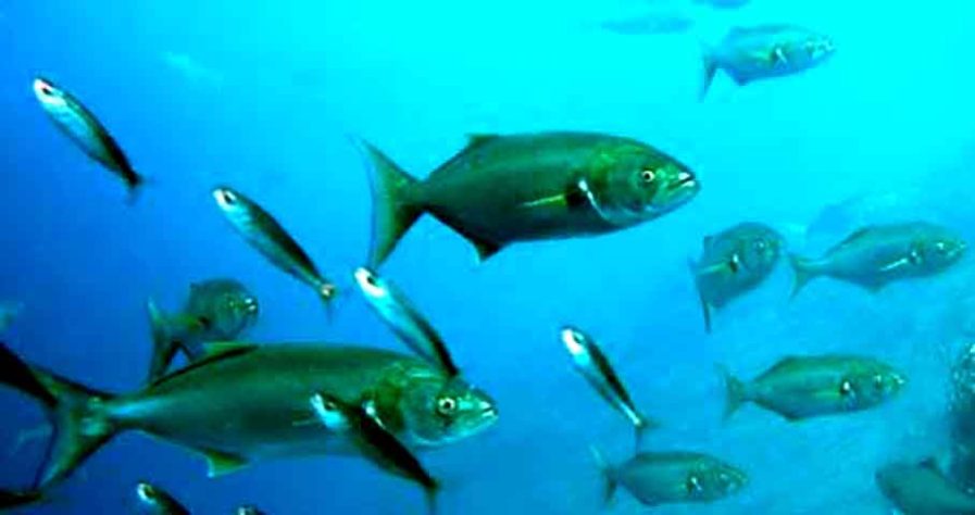 Anchova