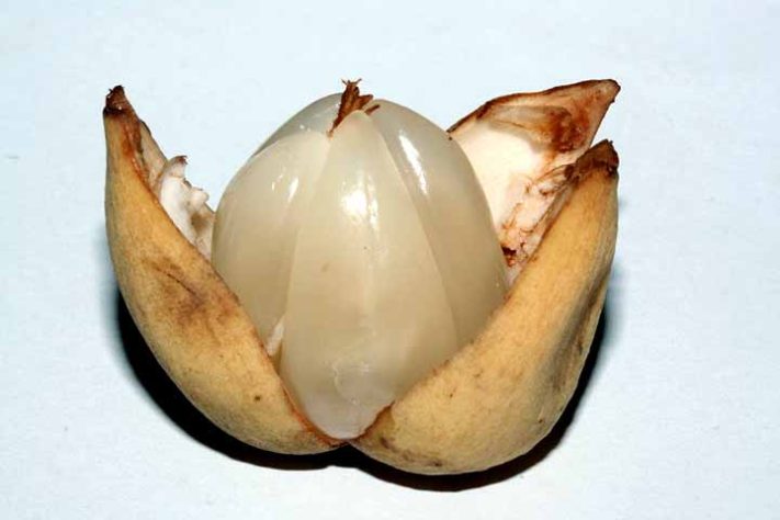 Langsat