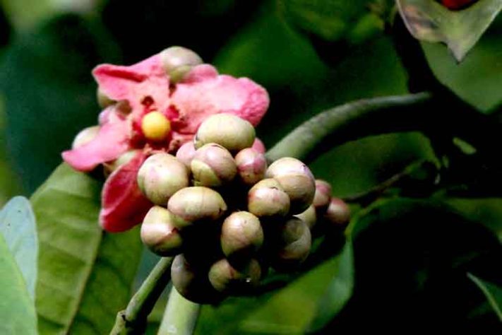 Mangostão
