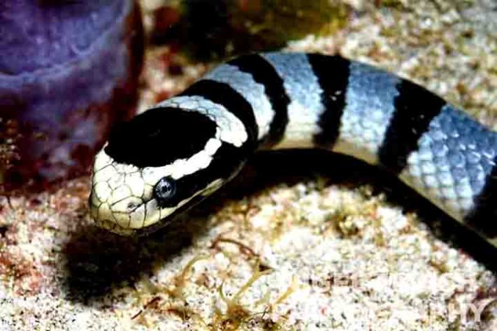 Cobra-do-mar-pelágio