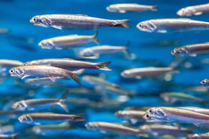 Anchova
