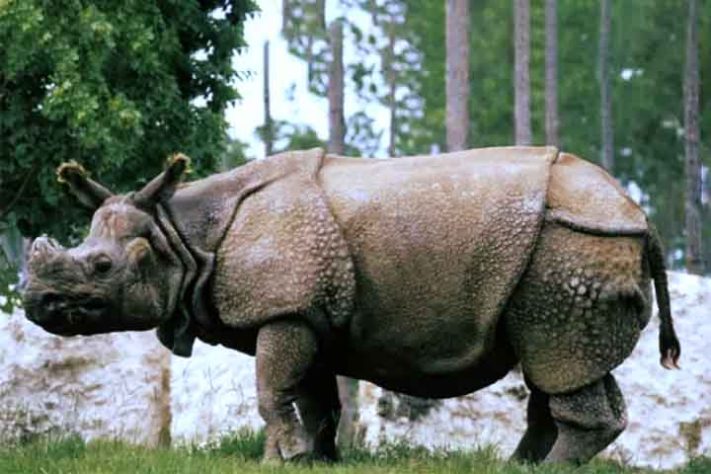 Rinoceronte-de-java (Rhinoceros sondaicus) - Tubarão Mega-boca encalha em Sergipe - Divulgação