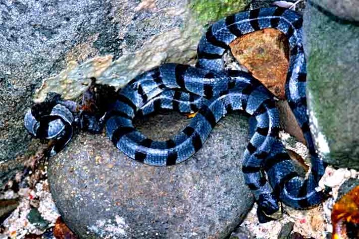 Cobra-do-mar-pelágio
