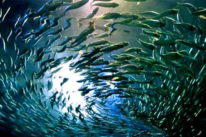 Anchova