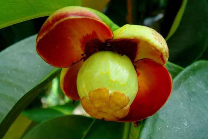 Mangostão