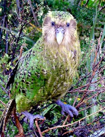 Pássaro Kakapo (Strigops habroptilus) - Tubarão Mega-boca encalha em Sergipe - Department of Conservation/Wikimédia Commons
